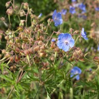 Meadow Crane's-bill